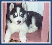 Siberian Husky Welpen