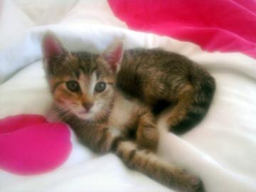 8 Wochen alte Babykatze DRINGEND