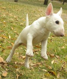 Wundersch�ne Miniatur Bullterrier Welpen