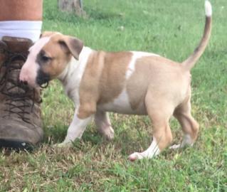 Wundersch�ne Miniatur Bullterrier Welpen