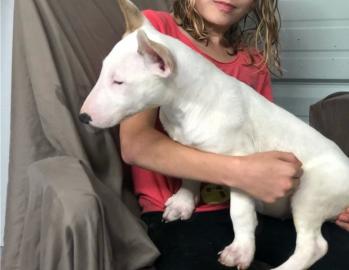 Wundersch�ne Miniatur Bullterrier Welpen