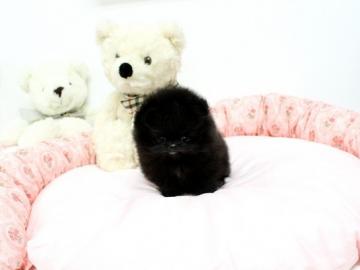 Zwergspitz Pomeranian Welpen