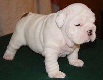 extrem sch�ne typvolle engl.  Bulldoggen