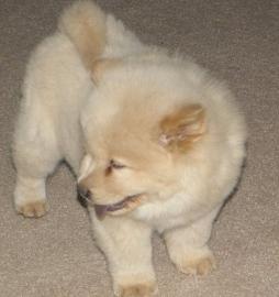 Gorgeous Chow Chow puppy
