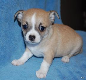 Super s��e MINI chihuahua welpen mit Pap