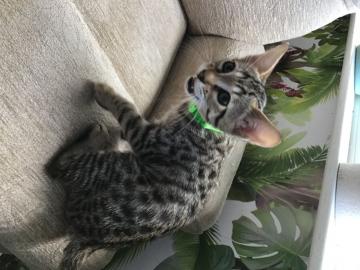 sweet kitty