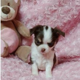 chihuahua welpen d
