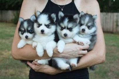 Pomsky Welpen erh?ltlich WhatsApp nummer