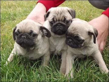 Mops welpen