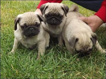 Mops welpen