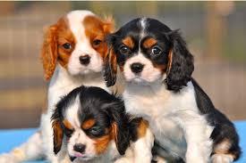 Cavalier King Charles Spaniel Welpe