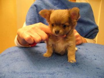 Chihuahua-Welpen mit� VDH / FCI - Papie