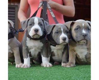 Top American Pit Bully H?ndinnen und R?d