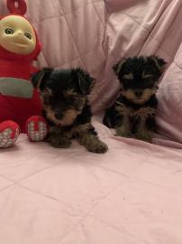 Zuckers??en Yorkshire Terrier Welpen