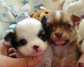 Chihuahua-Welpen
