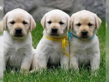 3Labradorwelpen in chocolate mit Ahnenta