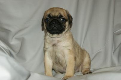 ;;;;;mops welpen zum verkaufen;;;;;;