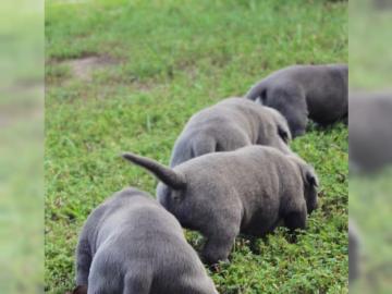 Blueline Staffordshire Terrier Welpen -