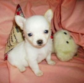 Chihuahua Babys mini fur 100 euro