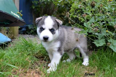 Siberian Husky Welpen suchen ihr neues Z
