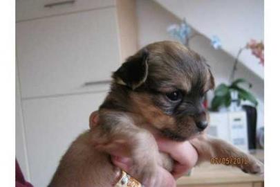 Chihuahua Welpen zur Annahme