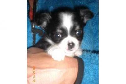 Chihuahua Welpen zur Annahme