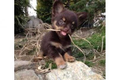 Chihuahua Welpen zur Annahme