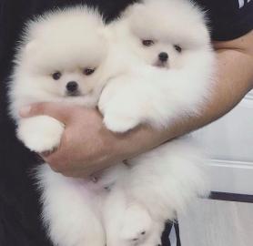 Pomeranian Welpen WhatsApp +34631013227