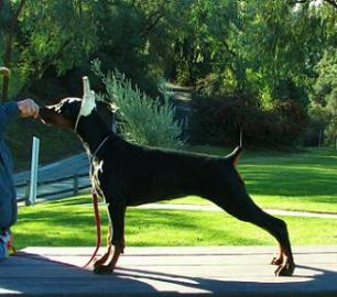 Sch�ne reinrassige Dobermannwelpen