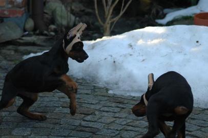 Sch�ne reinrassige Dobermannwelpen