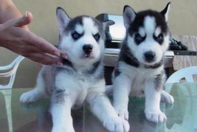Siberian Husky Welpen mit papieren