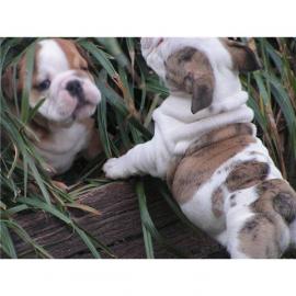 Englische-Bulldoggen-Babys R�de und H�nd