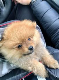 Pomeranian zwergspitz