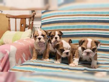 Englische Bulldoggen Welpen mit Papiere