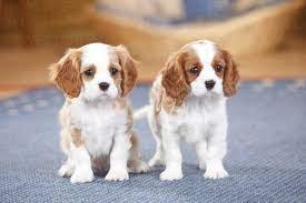 Kleine Cavalier Kings Charles Spaniel -W