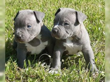 Reinrassige amerikanische Pit Bull Terri