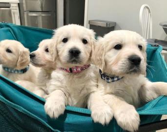 Golden Retriever-Welpen mit Papieren