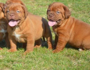 Dogue de Bordeaux, Bordeauxdogge