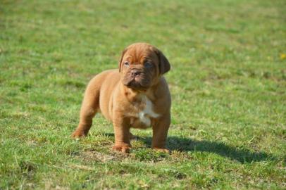 Dogue de Bordeaux, Bordeauxdogge