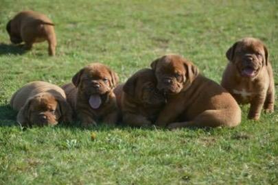 Dogue de Bordeaux, Bordeauxdogge