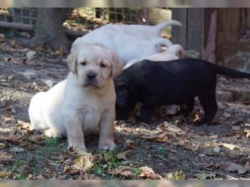 Bildsch�ne Labrador Welpen mit Papieren. 