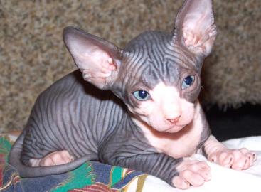 Kanadische Sphynx Kitten