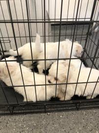 Bichon Frise Welpen