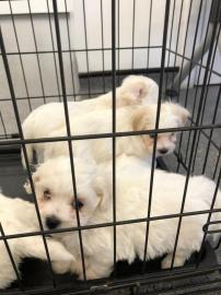 Bichon Frise Welpen