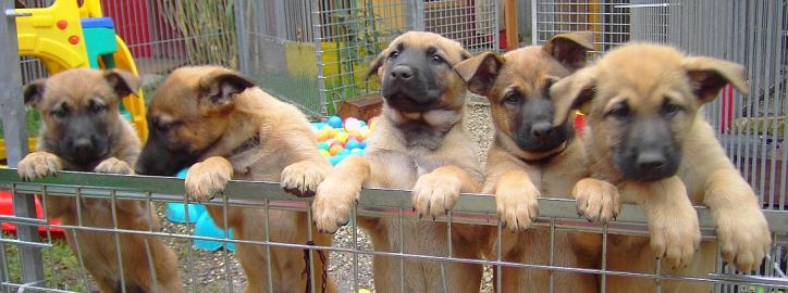 MALINOIS - Arbeitslinie