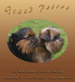 Welpen Griffon und Brabanter