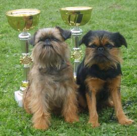 Welpen Griffon und Brabanter