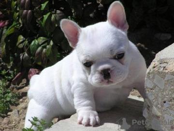 liebevolle franz?sische Bulldoggenwelpen