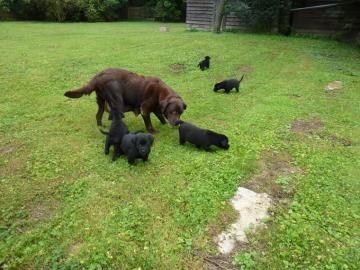 HERRLICHER QUALIT�T LABRADR WELPEN=