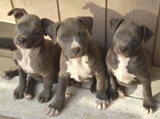 Pitbull Blaue Linie Welpen 12 Wochen abg